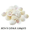 ホワイトコクルス 貝殻 120g 工作 資材 パーツ 165-1089-0 貝殻 花資材 道具 アクセサリー 夏の小物 ハンドメイド 松村工芸
