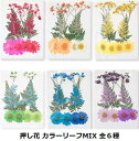 1000円ポッキリ 送料無料 デコパーツ 押し花 カラーリーフ MIX 選べる6色 花 ドライフラワー レジン 貼り絵 コラージ…