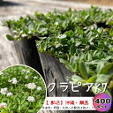 【有機一発肥料50g×10袋プレゼント】クラピア k7 400ポット 花色：白 苗 屋上緑化 9cmポット イワダレソウ改良品種 庭 ガーデン 雑草対策 除草 植物 植栽 K7 グランドカバー diy 造園 施工 園芸 ガーデニング 土壌 環境 グリーン 緑化