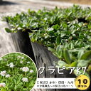 【大苗】バラ苗 ブルーグラビティ 国産苗 6号鉢植え品［農林水産省 品種登録出願中］《J-RO》