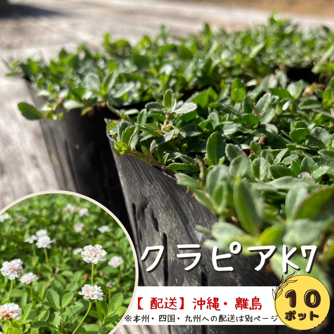 【説明】 環境の保全と景観設計に優れたクラピアは、在来種を改良して作り出し品種登録された維持管理を軽減するグラウンドカバープランツとなります。 オフィスの屋上緑化やお庭などの様々な場所で元気に育ち可愛らしいお花と緑で癒してくれます 【仕様】 ・品種：k7 ・大きさ：9cmポット ・花色：白 ・開花：5月〜9月頃 ・芝生の10倍の繁殖力 ・病気になりにくい ・地表面を覆い雑草の繁殖を抑制 ・土中深く根を張り、土壌流出防止 ・在来種の多年植物で可愛らしい花が咲きます ・人に踏まれても大丈夫 ・適応性がかなり広く、酸性からアルカリ土壌まで栽培可能 ・芝生のような刈りこみ作業が殆ど必要なくお手入れ簡単 【おすすめの活用法】 防草対策、お庭・オフィス緑化、ガーデニング、芝生の代用 製品名 クラピアk7 規格 9cmポリポット（ポット苗） ポット寸法 径9cm　高さ7.6cm　底径6.4cm　容量360CC 花色 白 匍匐性 生育旺盛 開花期間 5月から9月 耐病性/耐寒性 クラピアシリーズの中で最も優れる ※配送について ・お届け日時の指定につきましては、運送会社の状況により指定されたお時間にお届けできない場合がございます。予めご了承下さい。 ・このページは、沖縄・離島のみ配送対応した商品です。※このページは沖縄離島配送専用ページです。【おかげさまで、300万以上の実績！！】 改良在来種S1から選抜された品種のK7クラピアは、他の品種に比べれて耐病性が優れています。花は比較的少ない品種ですが、芝生のような緑が楽しめるので、お庭やオフィスの屋上などのグランドカバーとして注目されています！！また、クラピアは芝生の10倍の繁殖力があるので地表面を覆い雑草の繁殖を抑制してくれます。花の丈も比較的短い品種なので、芝生のように刈る手間も省けますし、お手入れも簡単です！！・・・・・・・・・・・・・・・・・・・・・・・・10ポット：約2〜3平米分(メーカー推奨：1平米4ポット)品種登録番号：第26198号海外持ち出し禁止 関連商品はこちら【有機一発肥料50g無料プレゼント】クラ...23,848円クラピア K7 20ポット 花色：白 苗 屋上...13,090円クラピア K7 10ポット （花色：白 苗 屋...8,800円クラピア バイオシートセット (サブピン...18,800円