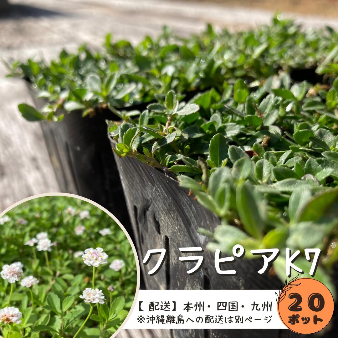 （観葉植物）レンギョウ　5号（1鉢）