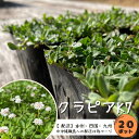 マツバラン　折鶴（3.5号)松葉蘭　シダ/観葉植物