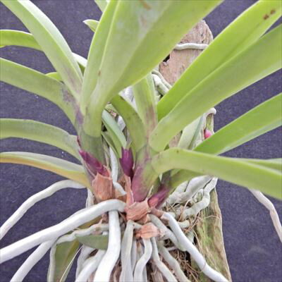 洋ラン【開花見込株】ネオスティリス ピンキー Neost.Pinky(Neofinetia Falcata’Pink’×Rhy.Gigantea’Red’) 板付き 洋ラン 洋蘭 インテリア asa