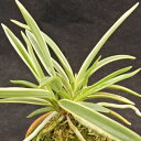 洋ラン【開花見込株】フウラン 富貴蘭 御城覆輪 6cm素焼き鉢 風蘭 斑入り 洋ラン 洋蘭 インテリア asa