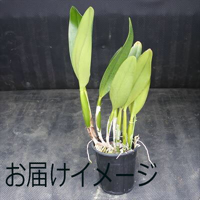 洋ラン【開花見込株】カトレア アミー ワカスギ ’ヤマナシ’ Blc.Amy Wakasugi ’Yamanasi’ 5号鉢 洋ラン 洋蘭 インテリア koj