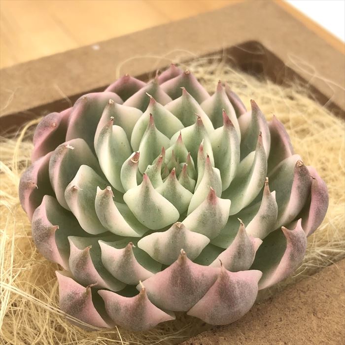 多肉植物 エケベリア マーガレットレッピン錦 韓国苗 抜き苗 カット苗 約4cm hngのサムネイル