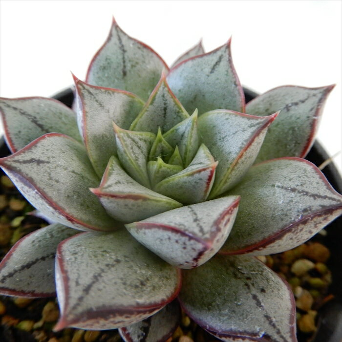 多肉植物 エケベリア パーパソルム ホワイトフォーム 6cmポット 観葉植物 インテリア mitのサムネイル