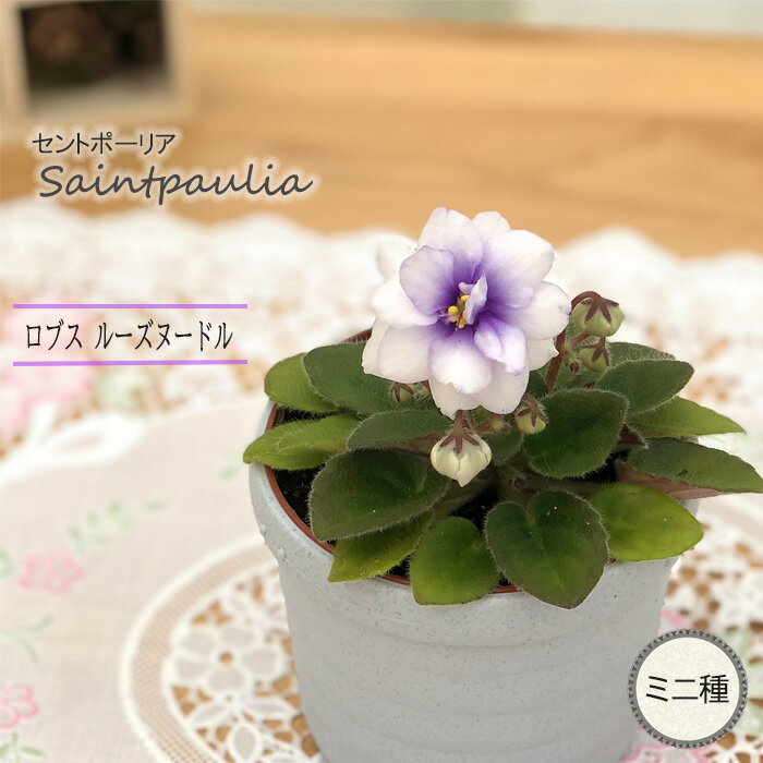 セントポーリア 植物図鑑