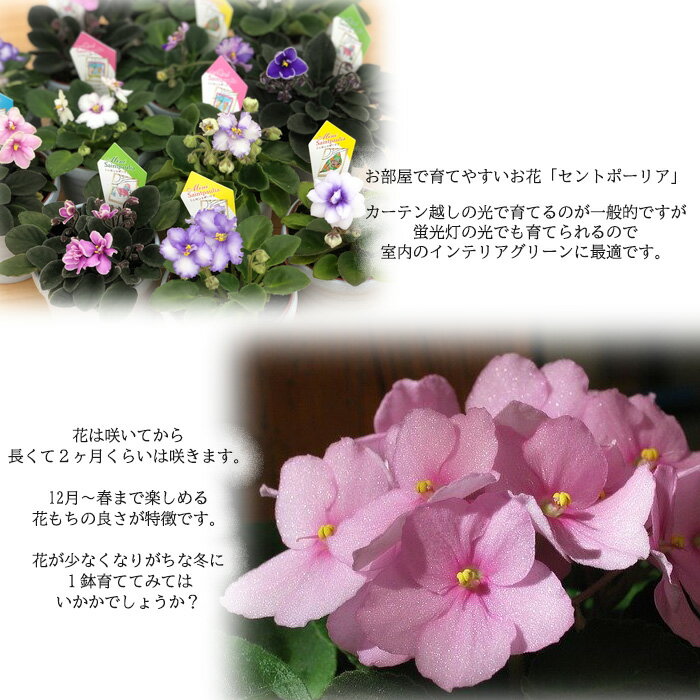 セントポーリア 植物図鑑