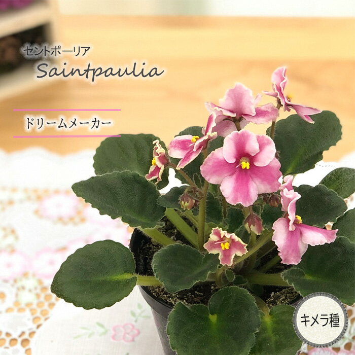 セントポーリア 植物図鑑