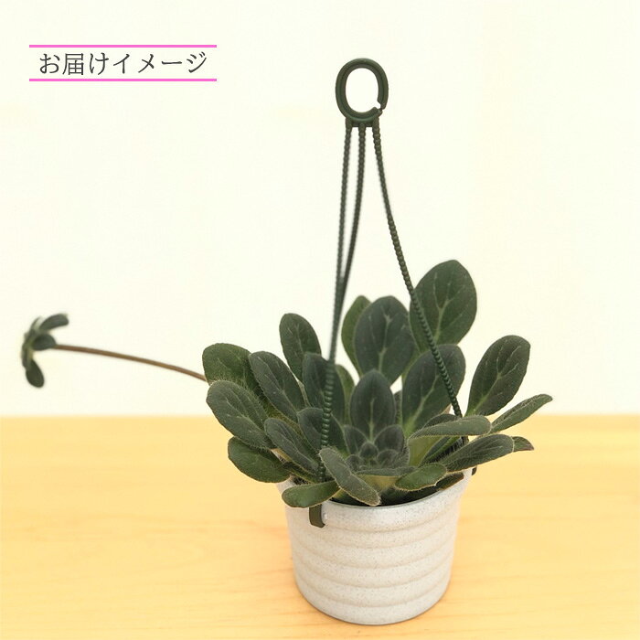 【予約販売】 プリムリナ リトルドラゴン 3号鉢 鉢花 インテリアグリーン ogr 6月中旬以降発送