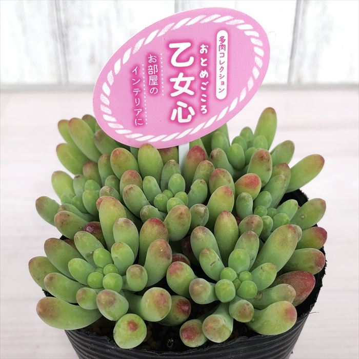 多肉植物 セダム 乙女心 7.5cmポット 柏屋商店さん 観葉植物 インテリア tutのサムネイル