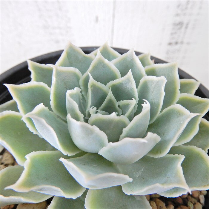 多肉植物 エケベリア シムランス アセッション 9cmポット 観葉植物 インテリア yosのサムネイル