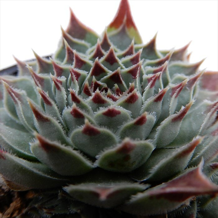 多肉植物 センペルビウム ミセスジョセフィー 6cmポット 観葉植物 インテリア mnmのサムネイル