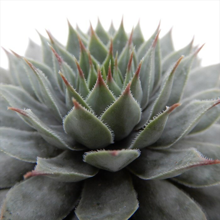 多肉植物 センペルビウム コンプト デ コンガエ 6cmポット 観葉植物 インテリア mnmのサムネイル