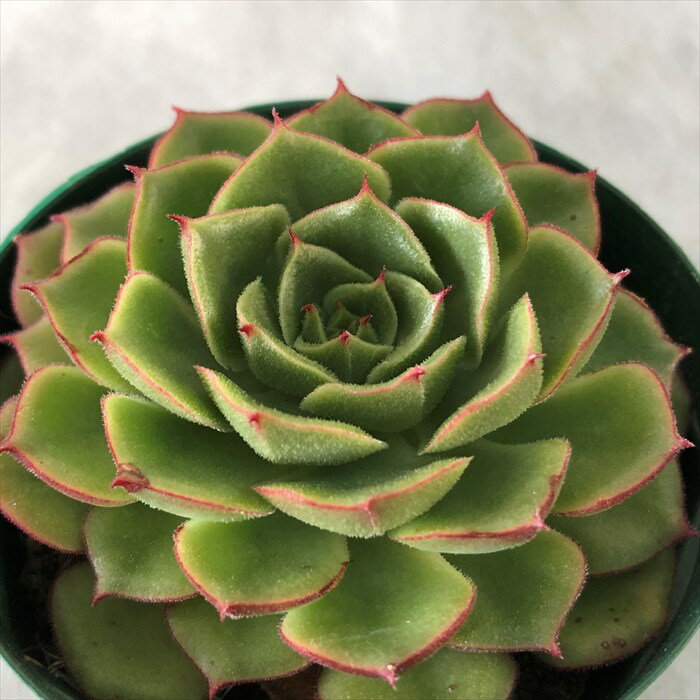 多肉植物 エケベリア ファイヤーリップ 7.5cmポット 観葉植物 インテリア kasのサムネイル