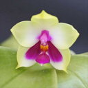 洋ラン【開花見込株】ファレノプシス ビオラセア Phal.violacea 7.5cmポット 洋蘭 インテリア mat