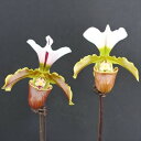 洋ラン【開花見込株】パフィオペディラム リーアナム(インシグネ×スピセリアナム) Paph.Leeanum 7.5cmポット 洋ラン 洋蘭 インテリア mat