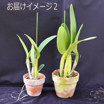 洋ラン【開花見込株】カトレア ベティフォード ウィンターデライト Lc Betty Ford ’Winter Delight 5〜6号鉢 洋ラン 洋蘭 インテリア hni