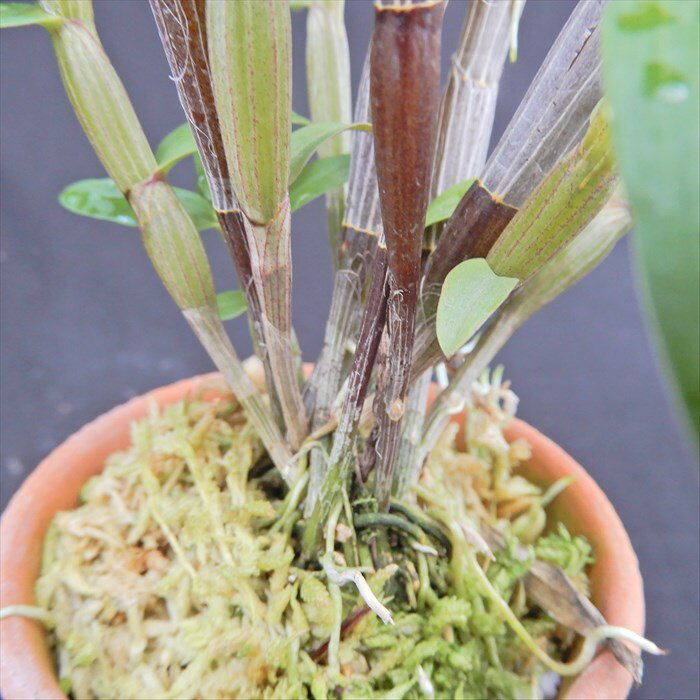 ��ʪ���å����ڳ��ָ��������뻳 2.5��ȭ ���� ��ŵ��ʪ ������ kih