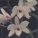 花物セッコク【開花見込株】天紫晃 2.5号鉢 石斛 古典植物 山野草 kih