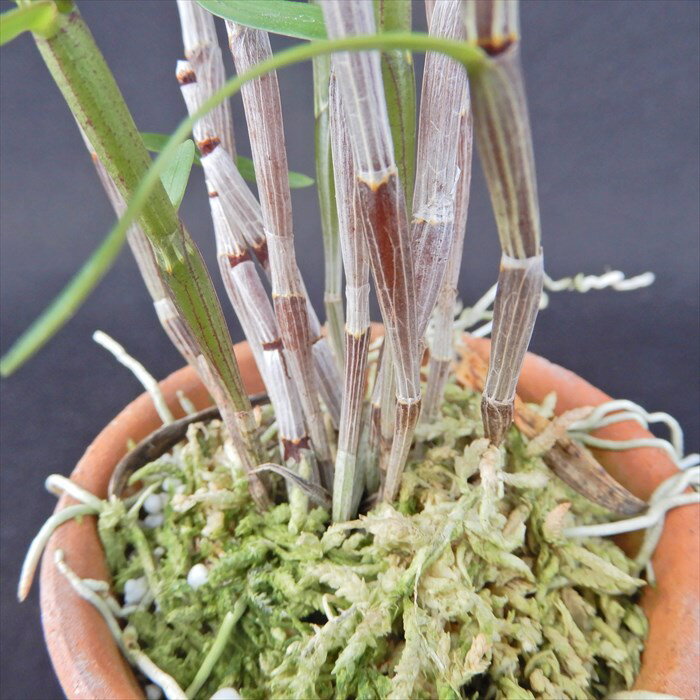 花物セッコク【開花見込株】天紫晃 2.5号鉢 石斛 古典植物 山野草 kih