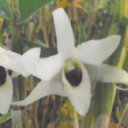 花物セッコク【開花見込株】日本の華 2.5号鉢 石斛 古典植物 山野草 kih