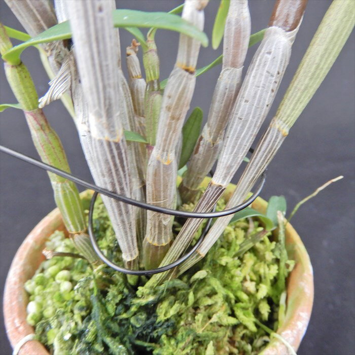 花物セッコク【開花見込株】紅紀州 2.5号鉢 石斛 古典植物 山野草 kih