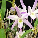 花物セッコク【開花見込株】佐保姫 2.5号鉢 石斛 古典植物 山野草 kih