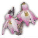 花物セッコク【開花見込株】桃苑 2.5号鉢 石斛 古典植物 山野草 kih