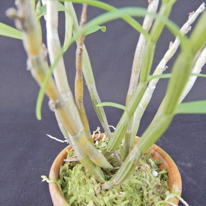花物セッコク【開花見込株】白泉 2.5号鉢 石斛 古典植物 山野草 kih