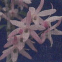 花物セッコク【開花見込株】清澄 2.5号鉢 石斛 古典植物 山野草 kih