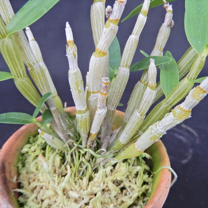 花物セッコク【開花見込株】清澄 2.5号鉢 石斛 古典植物 山野草 kih