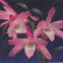 花物セッコク【開花見込株】紅達磨 2.5号鉢 石斛 古典植物 山野草 kih