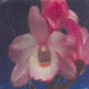 花物セッコク【開花見込株】桃姫 2.5号鉢 石斛 古典植物 山野草 kih