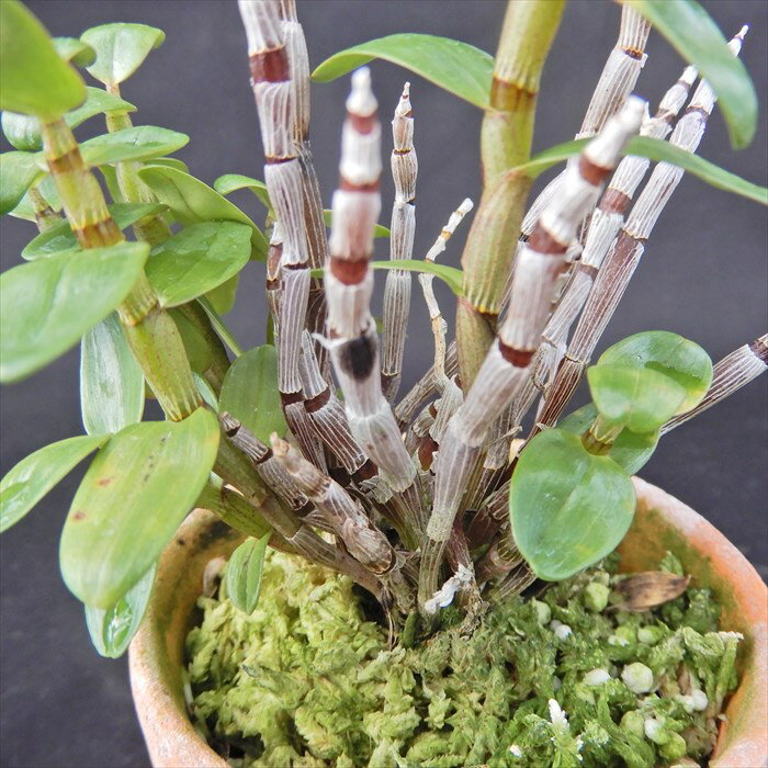花物セッコク【開花見込株】桃姫 2.5号鉢 石斛 古典植物 山野草 kih