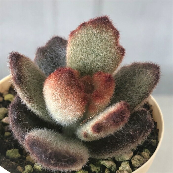 多肉植物 カランコエ テディベア 6cmポット 観葉植物 インテリア ejrのサムネイル