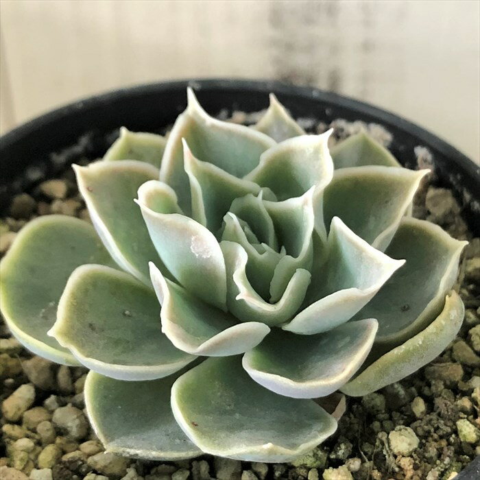 多肉植物 エケベリア シムランス パジョナール 実生 6cmポット 観葉植物 インテリア mitのサムネイル