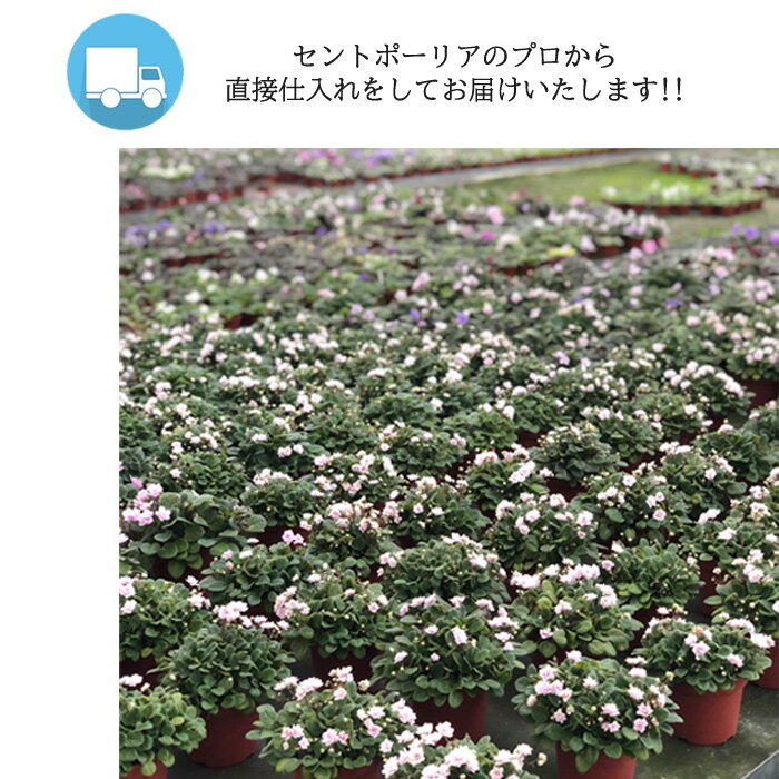 【予約販売】 セントポーリア アイリッシュラック 3号鉢 ミニ種 鉢花 インテリアグリーン ogr 6月中旬以降発送