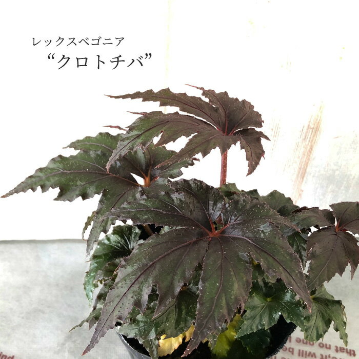 レックスベゴニア クロトチバ 黒栃葉 10.5cmポット 木村園芸登録品種 第35686号 ベゴニア 鉢花 インテ..
