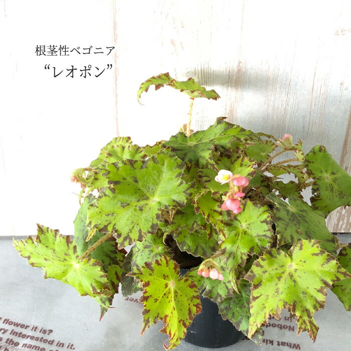 根茎性ベゴニア レオポン 10.5cmポット ベゴニア 鉢花 インテリアグリーン インドアグリーン kmr 11月中旬以降発送のサムネイル