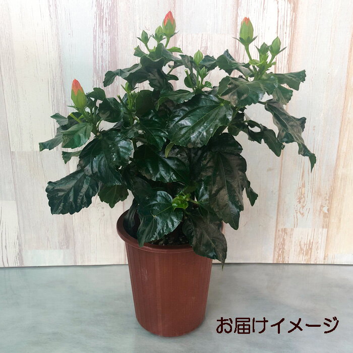 ��ͽ������� �ϥ��ӥ����� �ϥåԡ������ 5�� ȭ���� tyo 5��ܰʹ�ȯ��