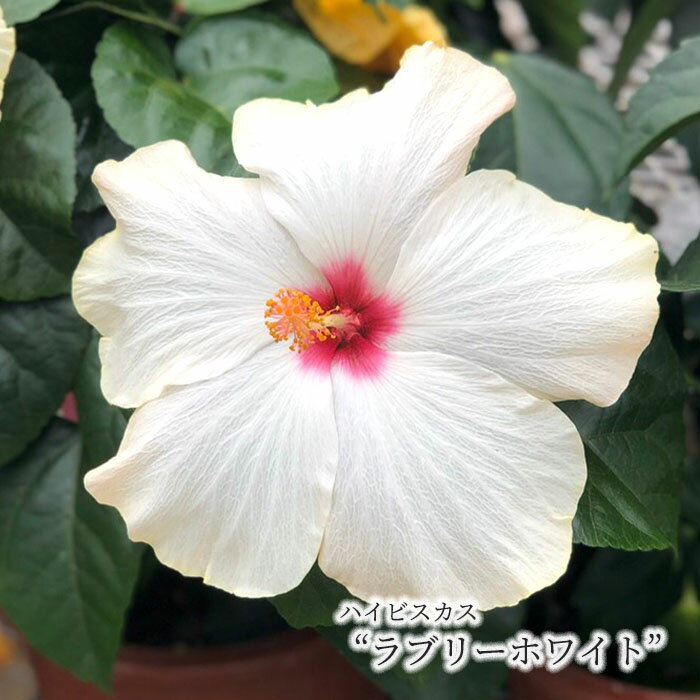 特徴 ハイビスカスは、赤・黄・白・ピンク・オレンジ色など原色の鮮やかな花色が魅力の熱帯花木です。 花の寿命はほとんど1日限りですが、大輪の品種や涼しい季節は2日もつことがあります。 置き場所 日光がよく当たる場所を好みます。ただし夏に株が弱...