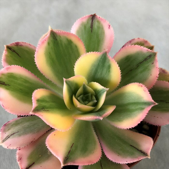 多肉植物 アエオニウム サンバースト 6.5cmポット 観葉植物 インテリア grfのサムネイル