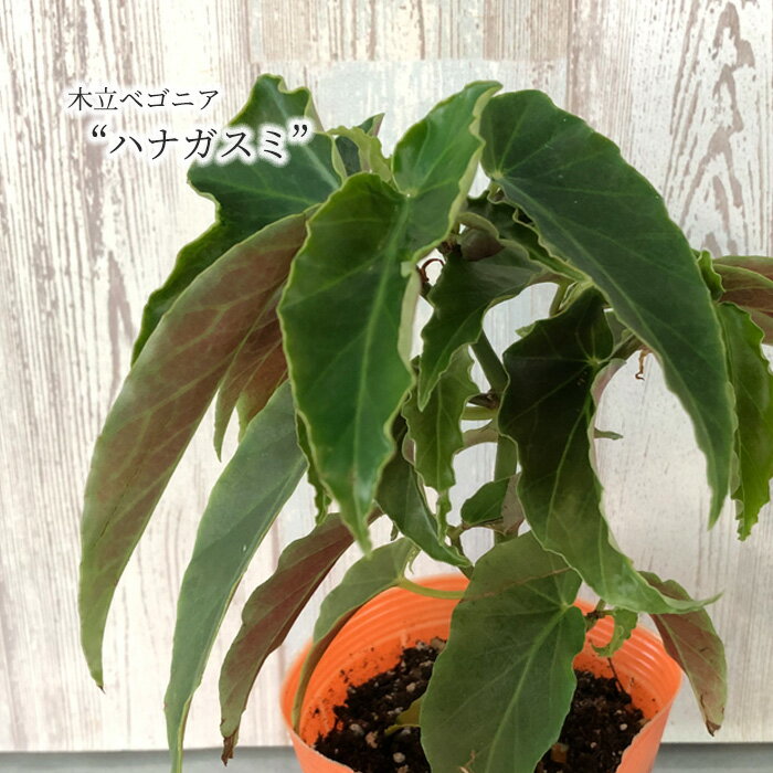 【まもなく予約締切】【予約販売】 木立ち性ベゴニア ハナガスミ 10.5cmポット ベゴニア 鉢花 インテリアグリーン インドアグリーン kmr 11月中旬以降発送のサムネイル