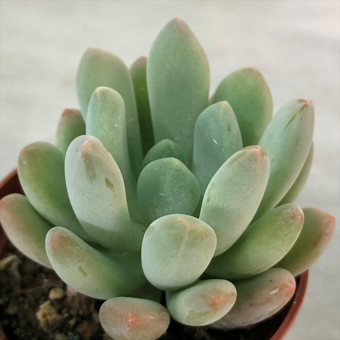 多肉植物 エケベリア エレガンスブルー 6.5cmポット 観葉植物 インテリア grfのサムネイル