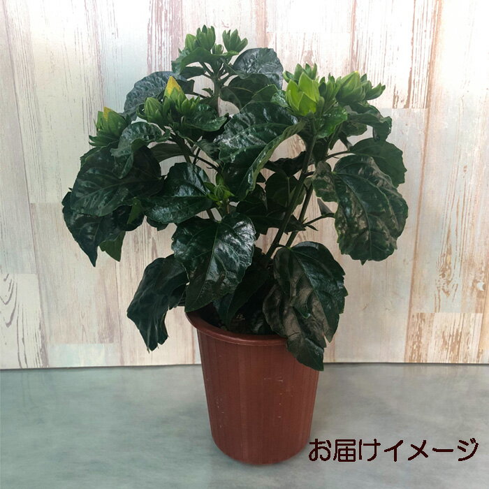 【予約販売】 ハイビスカス カクテルオレンジ 5号 鉢植え tyo 5月下旬以降発送