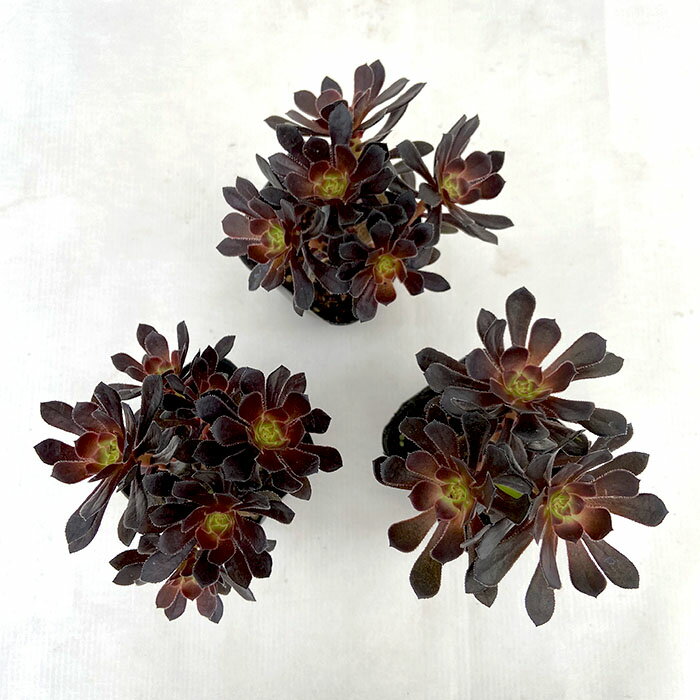 多肉植物 アエオニウム 黒法師 7.5cmポット 観葉植物 インテリア kas