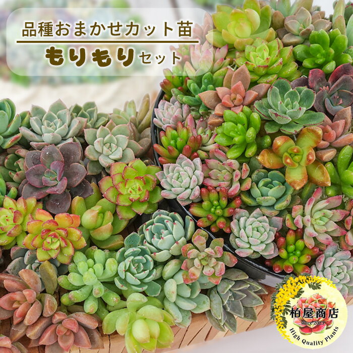 観葉植物 造花 パキラ 朴の木タイプ 8号鉢対応 幅90cm リビング ダイニング インテリア雑貨 備品 什器